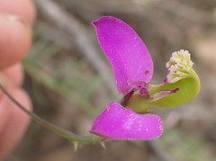 Polygala