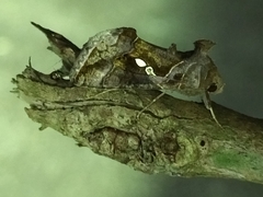 Chrysodeixis eriosoma