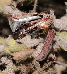Melolontha melolontha