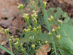 Tagetes minuta