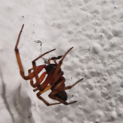 Steatoda nobilis