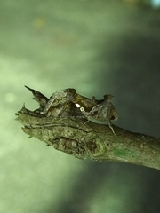 Chrysodeixis eriosoma