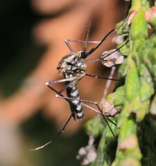 Aedes geniculatus