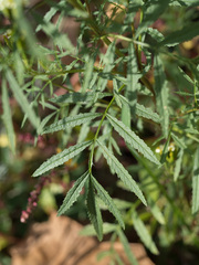 Tagetes minuta