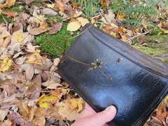 Bidens discoidea