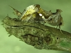 Chrysodeixis eriosoma