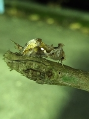 Chrysodeixis eriosoma