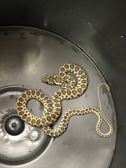 Hemorrhois hippocrepis