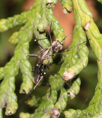 Aedes geniculatus