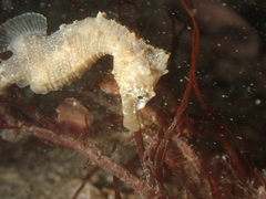 Hippocampus hippocampus