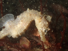 Hippocampus hippocampus