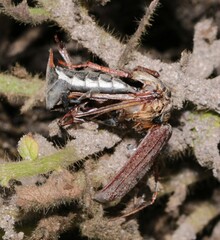 Melolontha melolontha