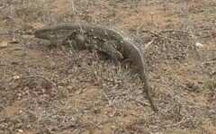 Varanus albigularis albigularis