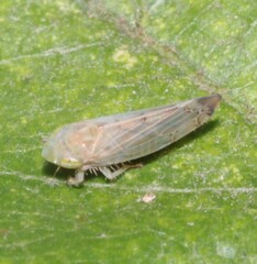 Synophropsis lauri