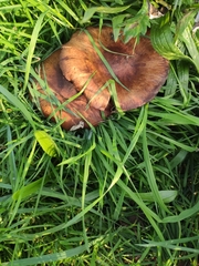 Tricholoma fracticum