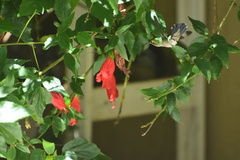 Chlorostilbon lucidus