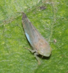 Synophropsis lauri