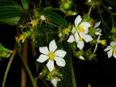 Chaetogastra longifolia image