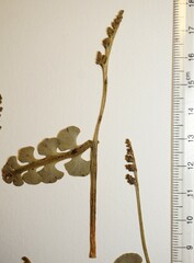 Botrychium neolunaria