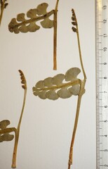 Botrychium neolunaria