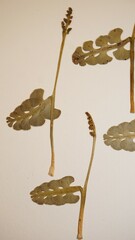 Botrychium neolunaria