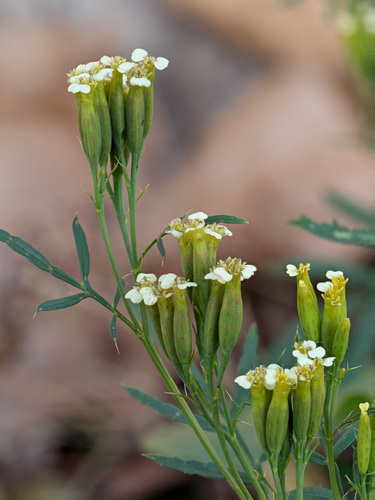 Tagetes minuta L.