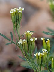 Tagetes minuta