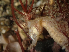 Hippocampus hippocampus