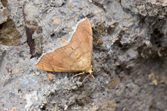 Hyalobathra crenulata
