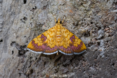 Isocentris filalis