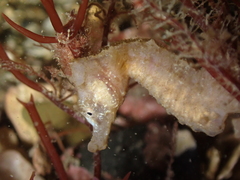 Hippocampus hippocampus