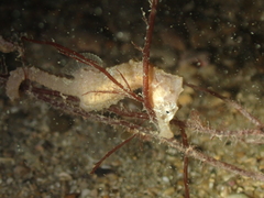 Hippocampus hippocampus