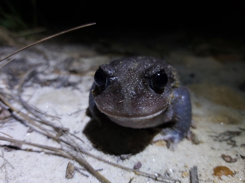 Eastern Owl Frog, Heleioporus australiacus