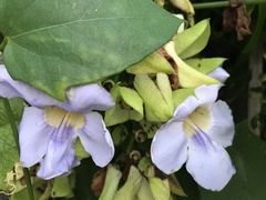 Thunbergia laurifolia