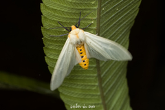 Pareuchaetes pseudoinsulata