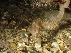 Hippocampus hippocampus