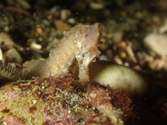 Hippocampus hippocampus