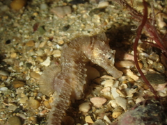 Hippocampus hippocampus