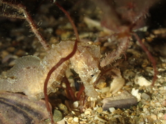 Hippocampus hippocampus