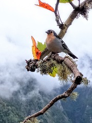 Fringilla coelebs maderensis