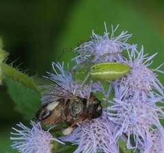 Peucetia formosensis