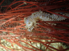 Hippocampus hippocampus