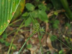 Cyperus cyperoides