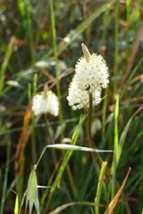 Bulbinella cauda-felis