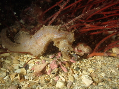 Hippocampus hippocampus