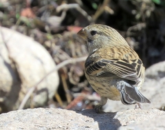 Catamenia analis