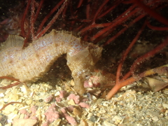 Hippocampus hippocampus