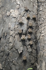 Rhynchonycteris naso