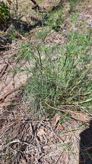 Thelesperma megapotamicum