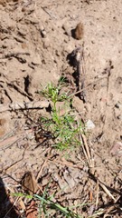 Cyclospermum leptophyllum